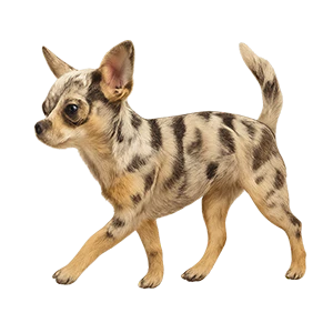Gevlekte Chihuahua met blauwe merle vacht.
