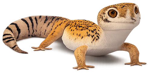 Leuke gecko met grote ogen.