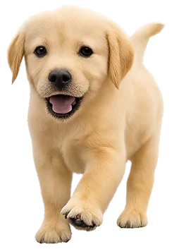 Gouden labrador puppy loopt vrolijk naar de camera toe.