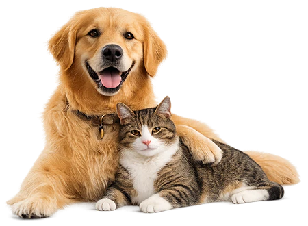 Hond en kat liggen samen. Dierenvoedselbank Spijkenisse.