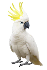 Witte kaketoe met gele kuif